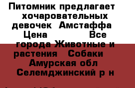 Питомник предлагает 2-хочаровательных девочек  Амстаффа › Цена ­ 25 000 - Все города Животные и растения » Собаки   . Амурская обл.,Селемджинский р-н